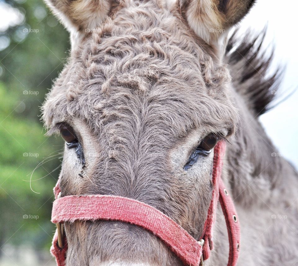 Face of a gray donkey. 