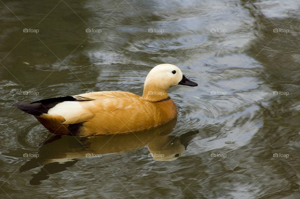 Ruddy shelduck