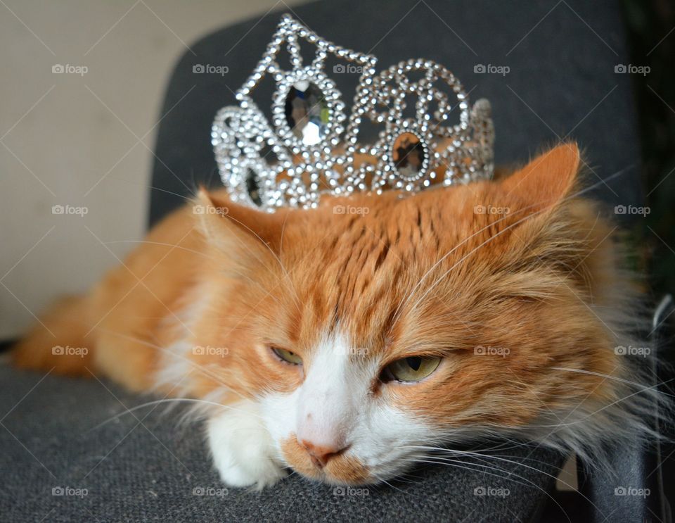 cat pet and crown king