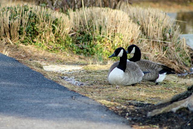 Canada geese resting.