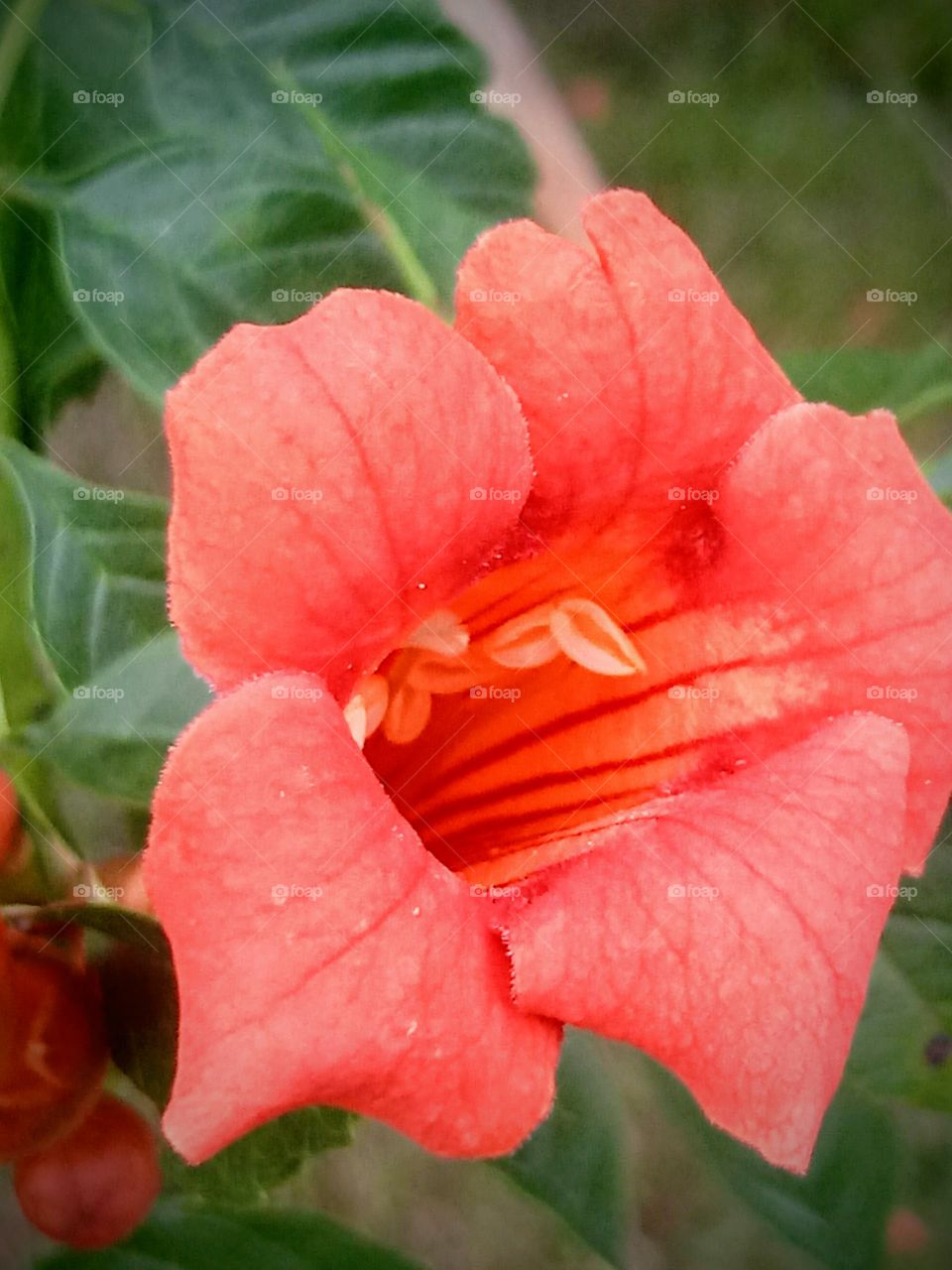 Trumpet Vine