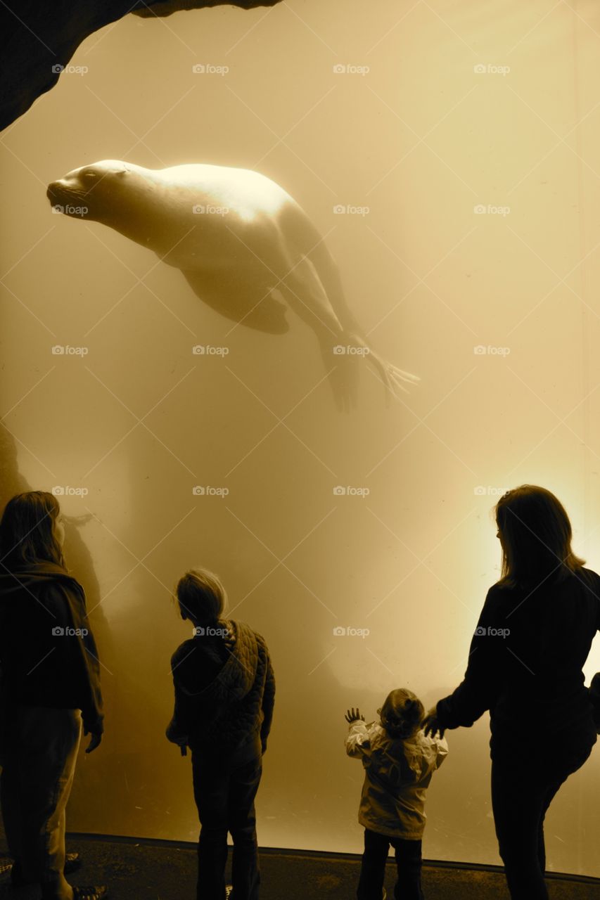 Aquarium seal