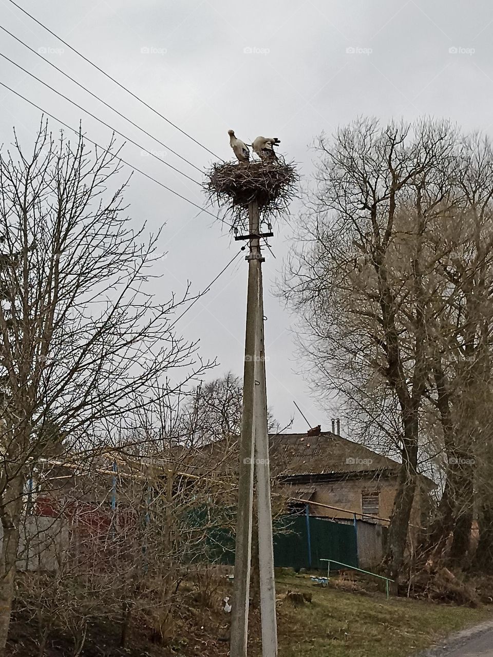 Storks in the nest