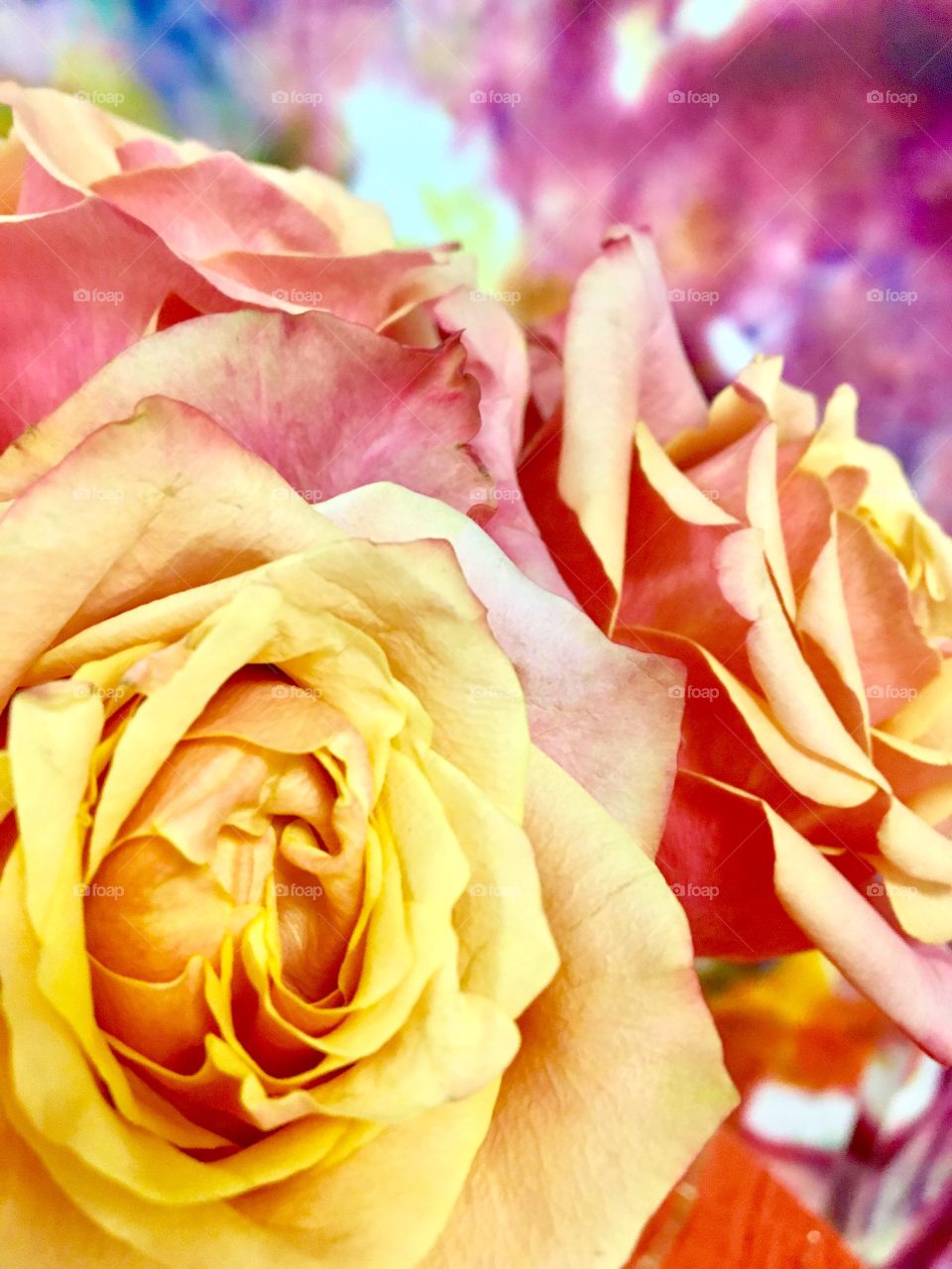 Bright, colorful roses. 