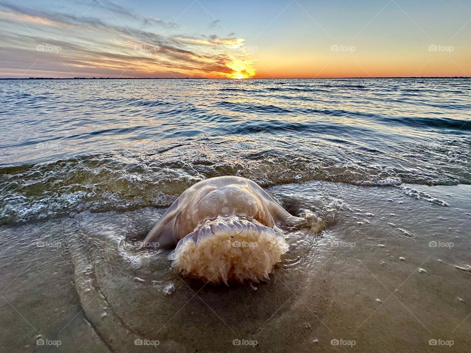 Cabbage Head/Cannonball Jellyfish - An interesting fact about jellyfish is that they're not fish. Instead, they are invertebrate marine animals with dome-shaped bodies. They don't have a backbone