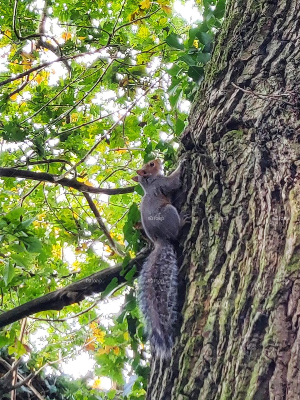 Squirrel running up a big tree