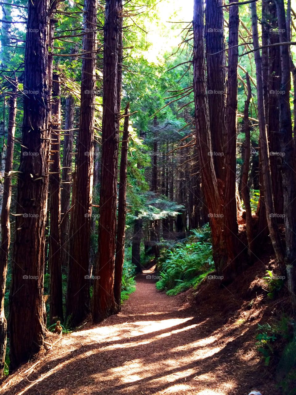 Redwood forest path . Photo taken in a redwood forest 