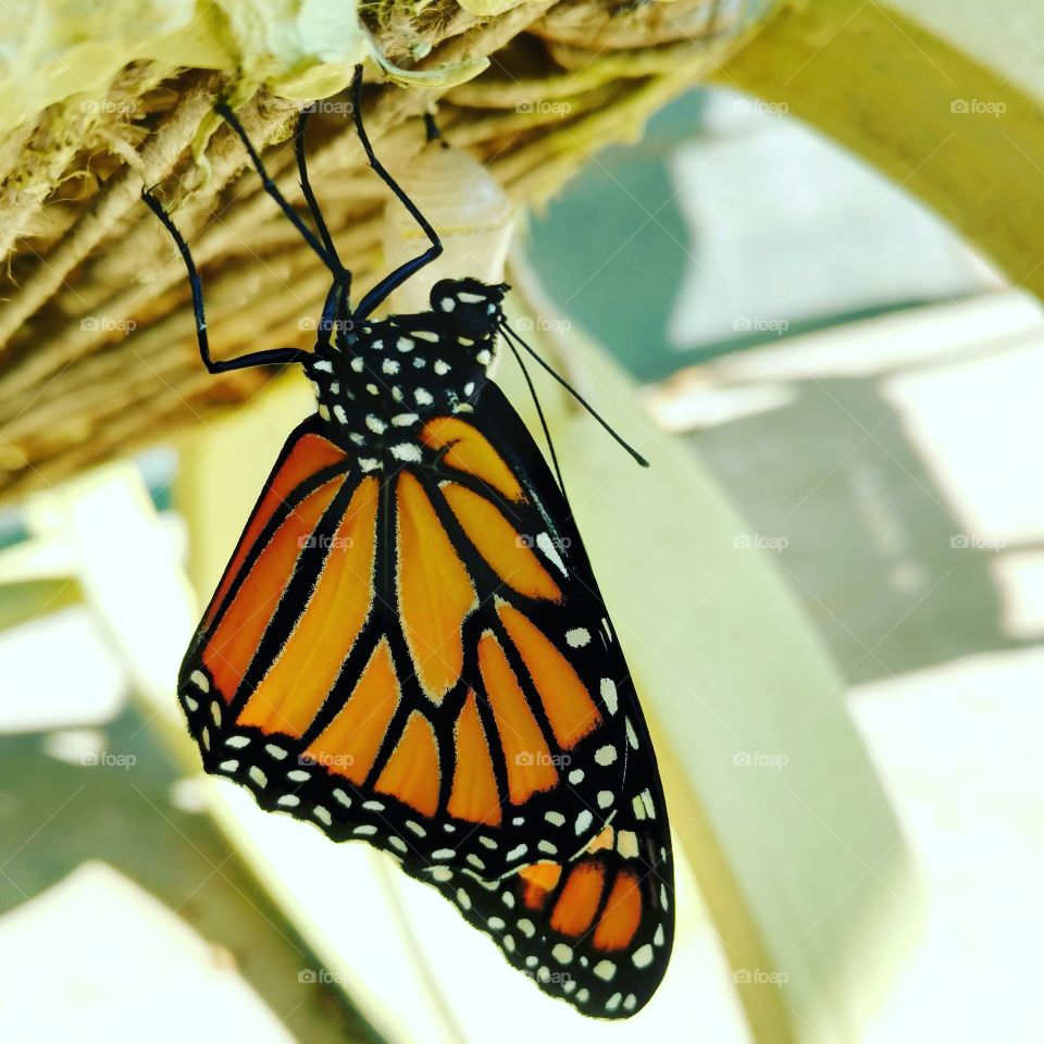 monarch butterfly drying is wings. orange, black and white the perfect colors together