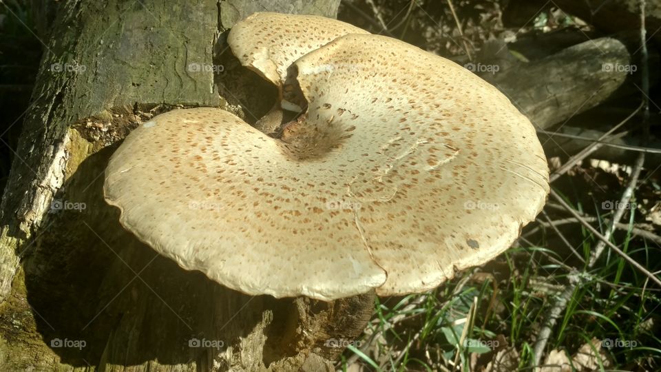 Fungus, Mushroom, Nature, Toadstool, No Person