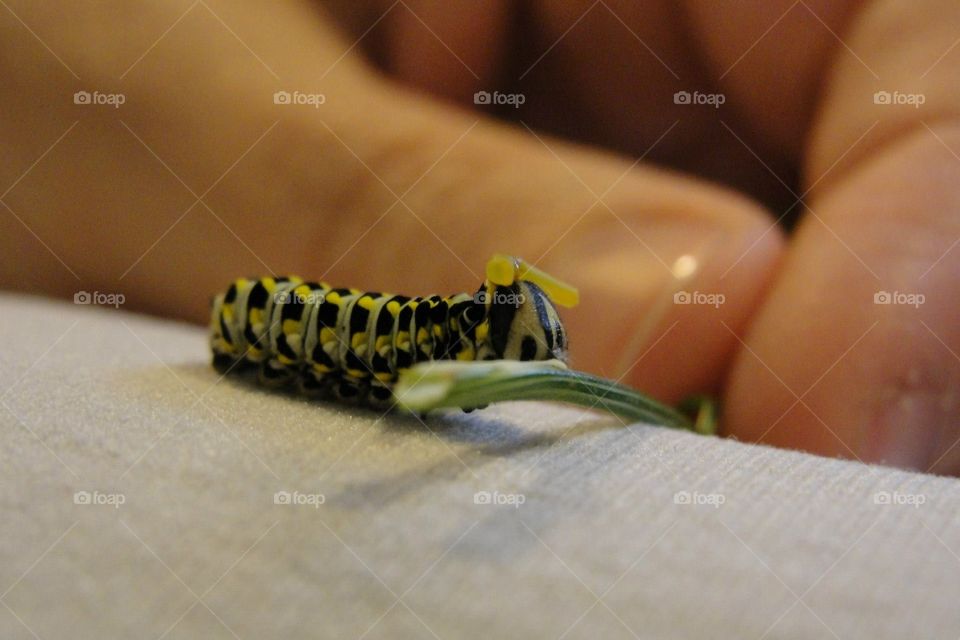 Swallowtail Caterpillar2