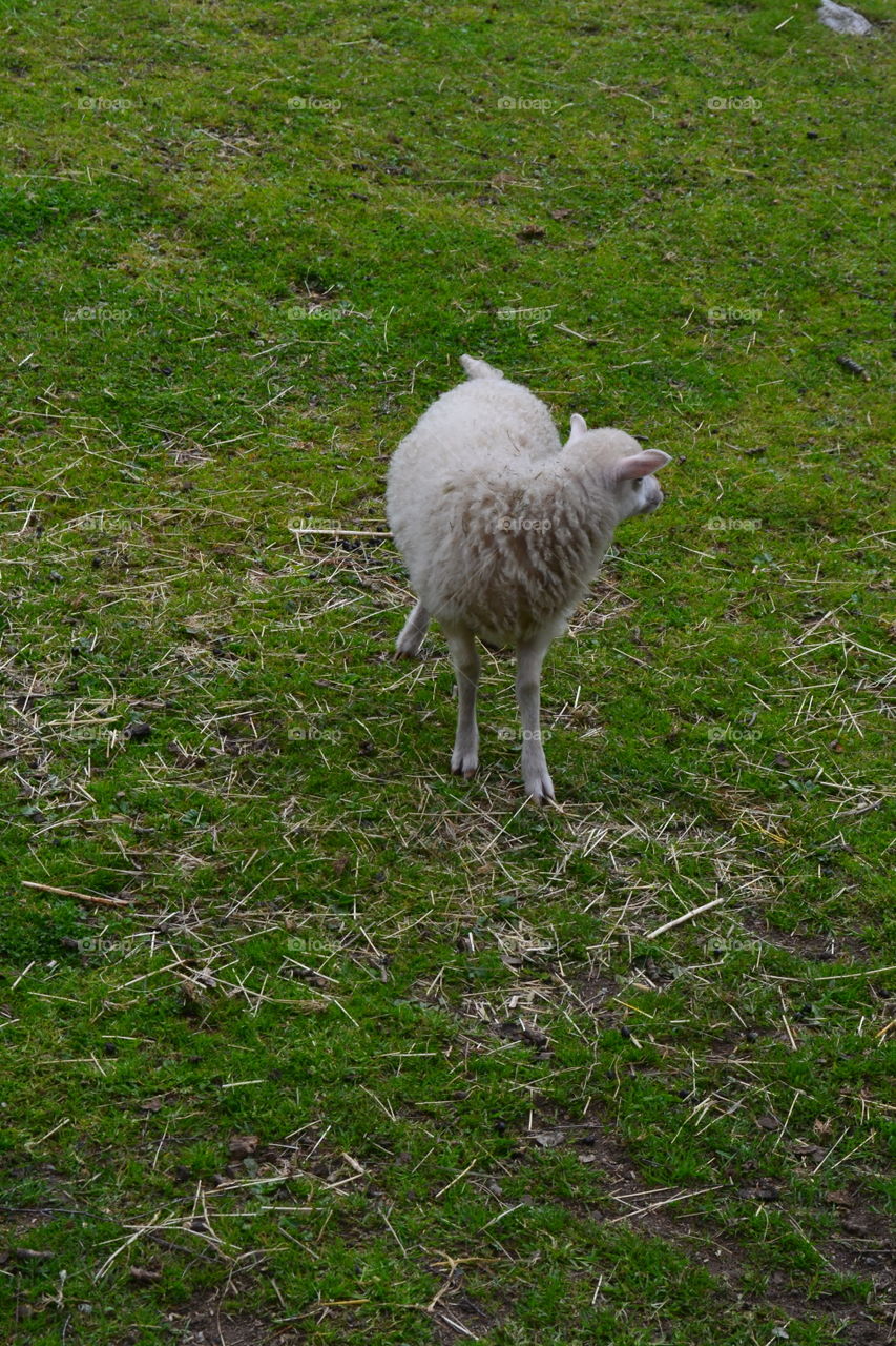 sheep
