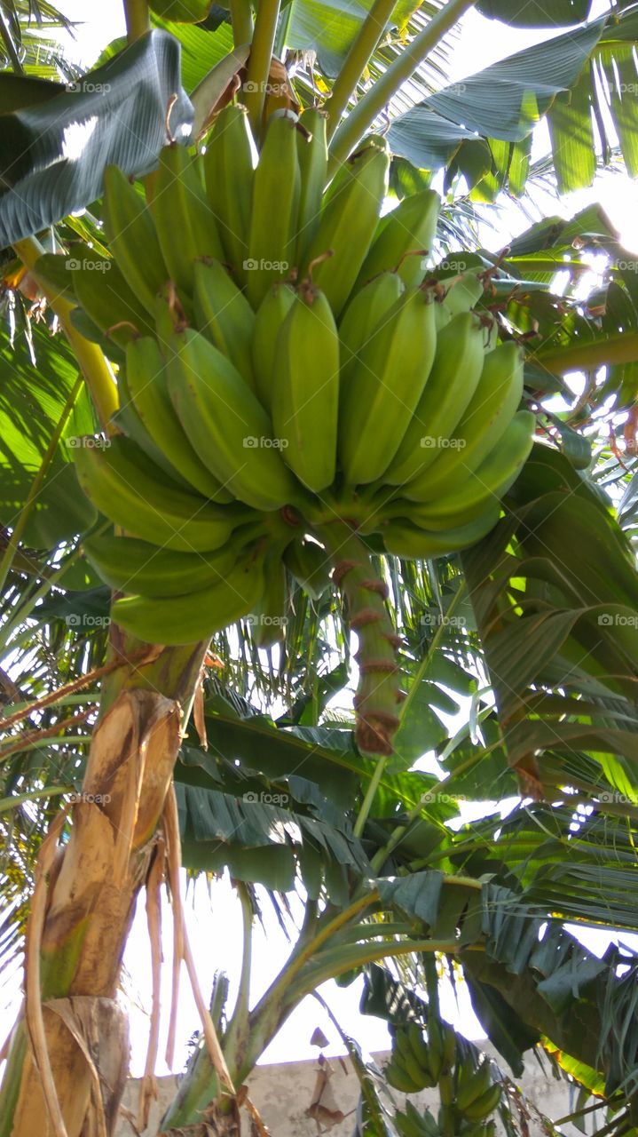 Bananna tree