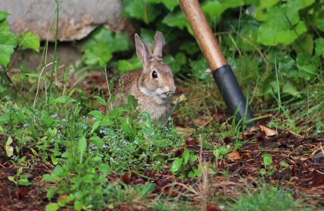 Close-up of a rabbit eating grass