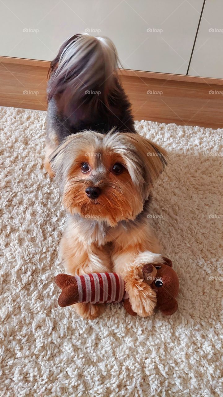Jesse, cachorrinho esperto, elétrico e lindo.