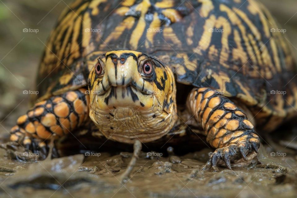 Foap, Wild Animals of the United States: A front view of an eastern box turtle, a vulnerable species. Barfield Crescent Park in Murfreesboro Tennessee. 