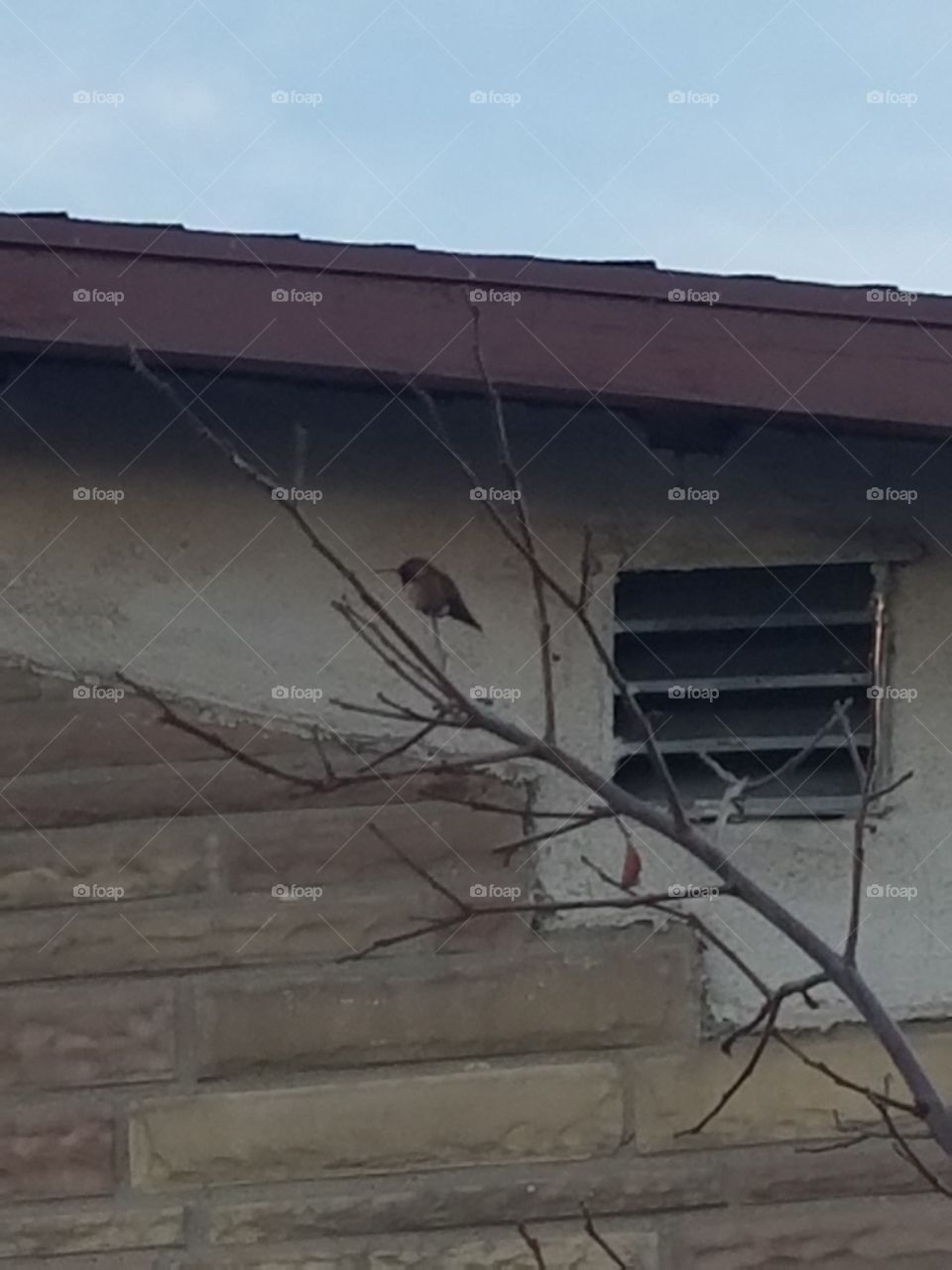 hummingbird perching