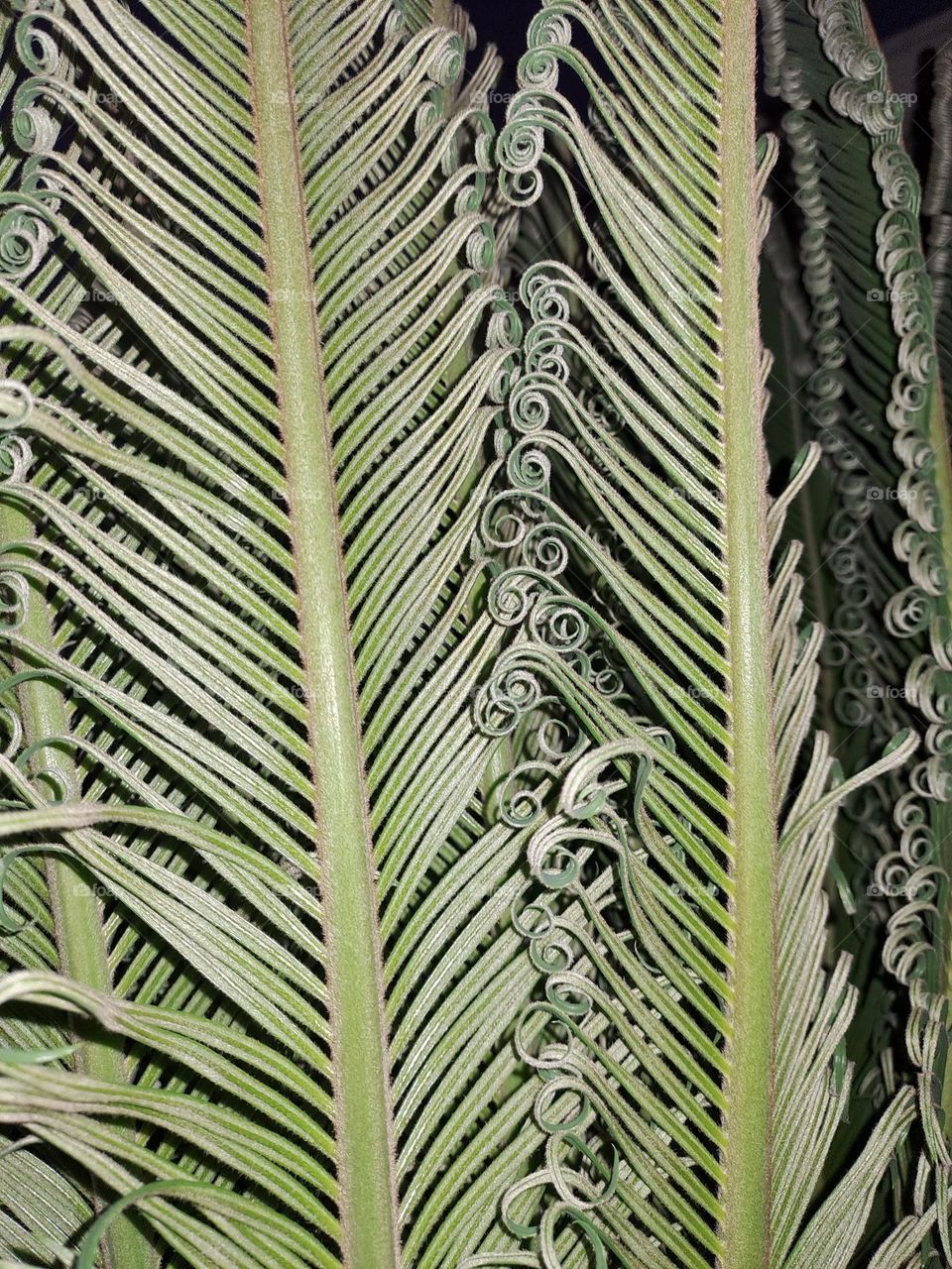 New curled leaves of a cycas