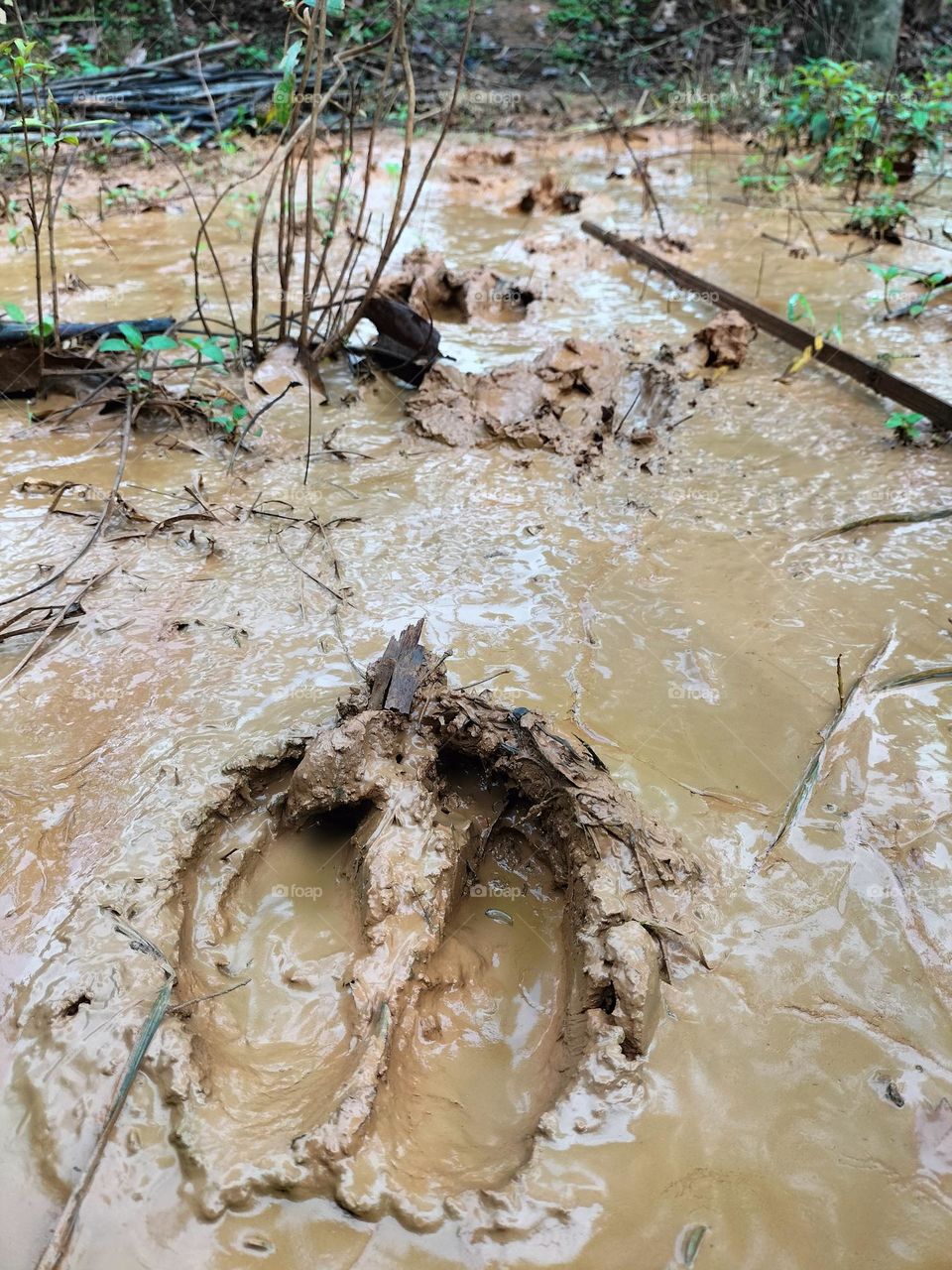 Image of footprints from the soles of cows