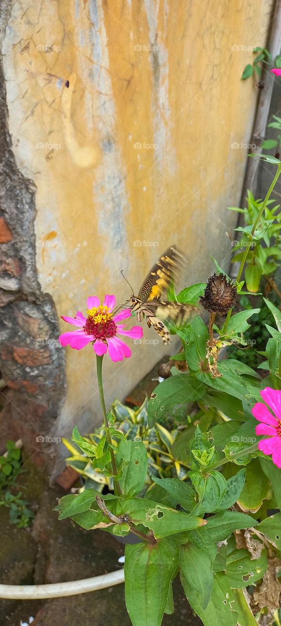 Beautiful butterfly sucks flower nectar