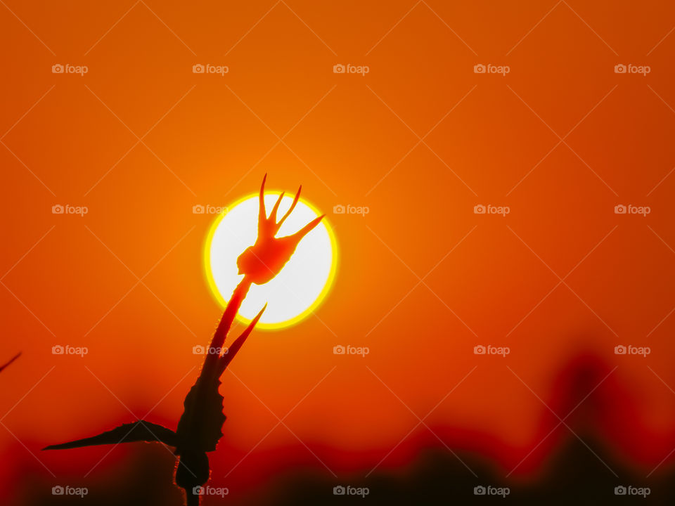 orange, red, yellow& black colors combination