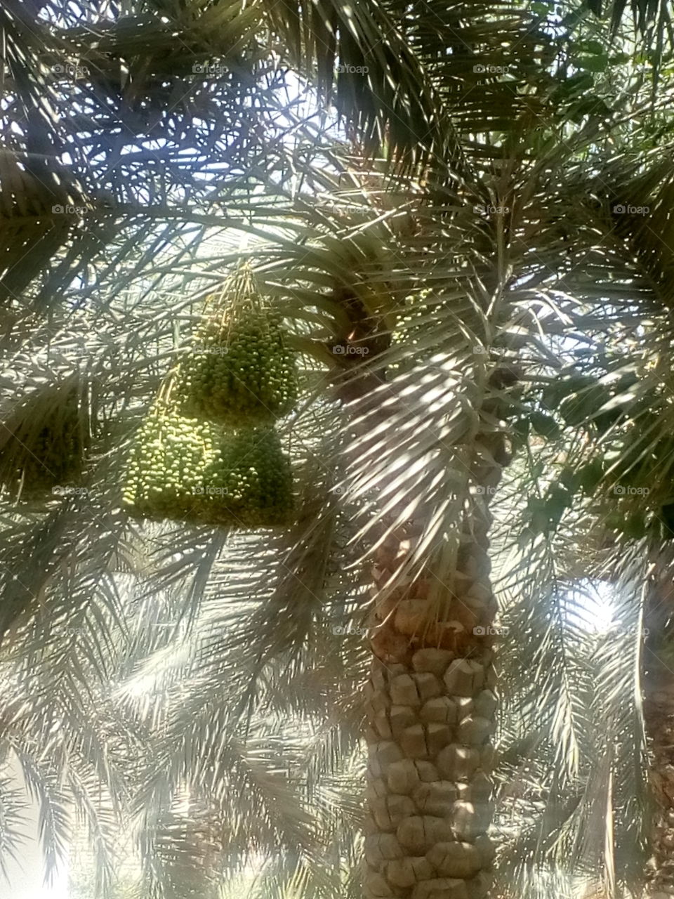 fresh palm fruit tree.