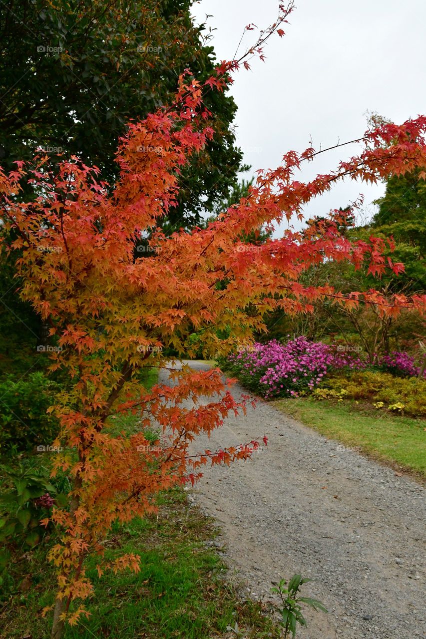 Fall foliage