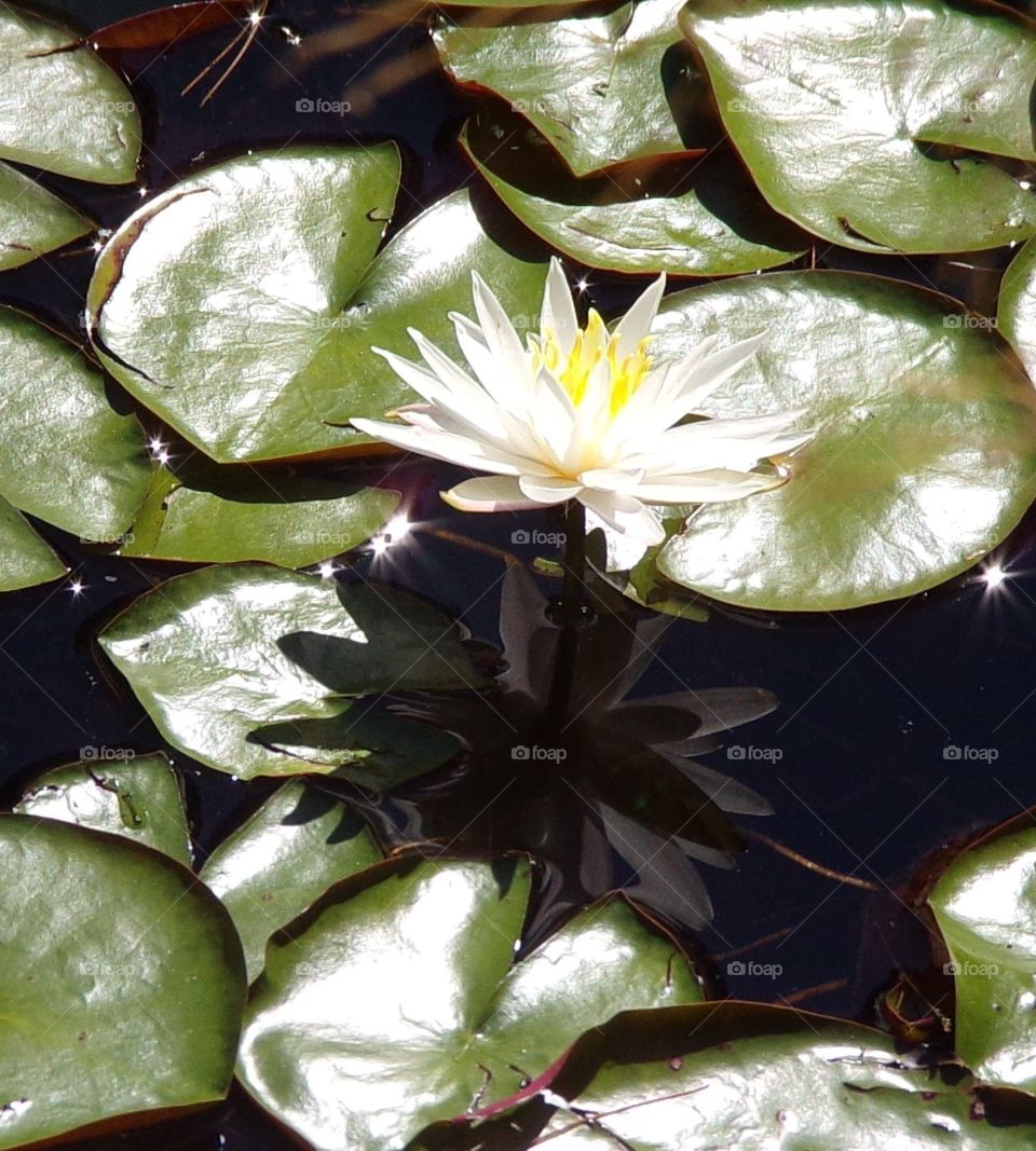 Water Lilly with reflection 