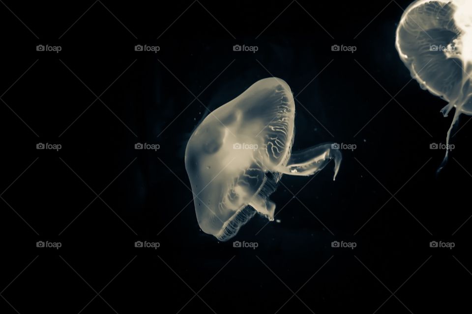 Monochrome Jellyfish Portrait, Jellyfishes Floating In The Water, Black And White Photography 