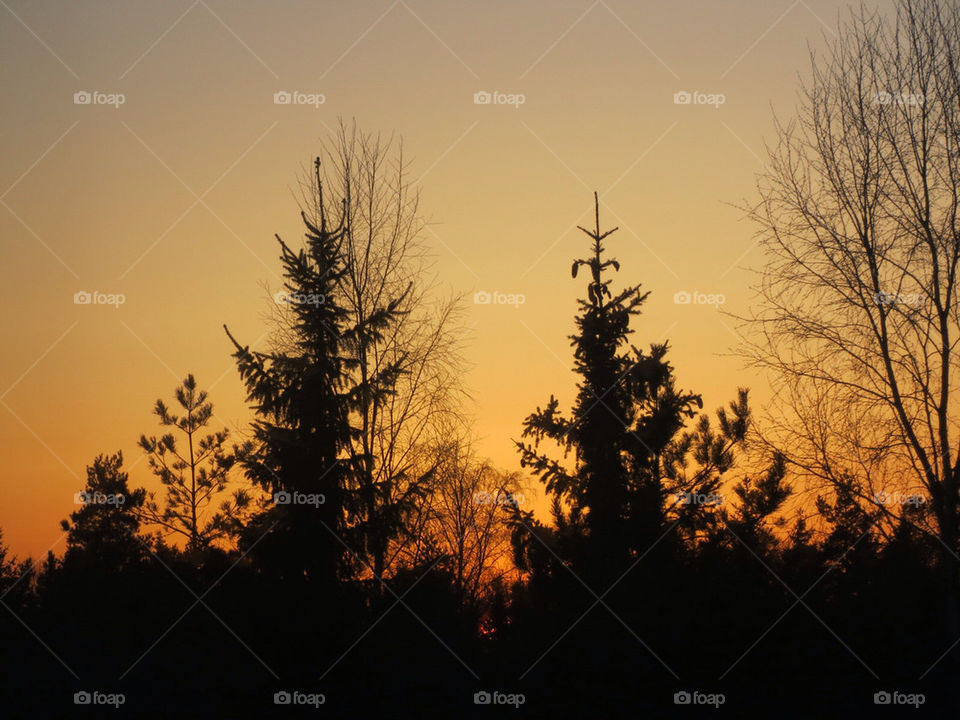 Trees in sunset