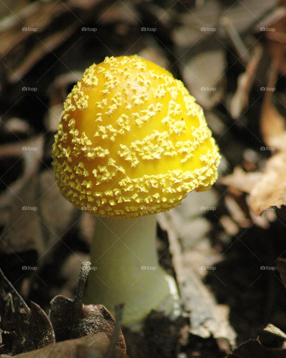 amanita