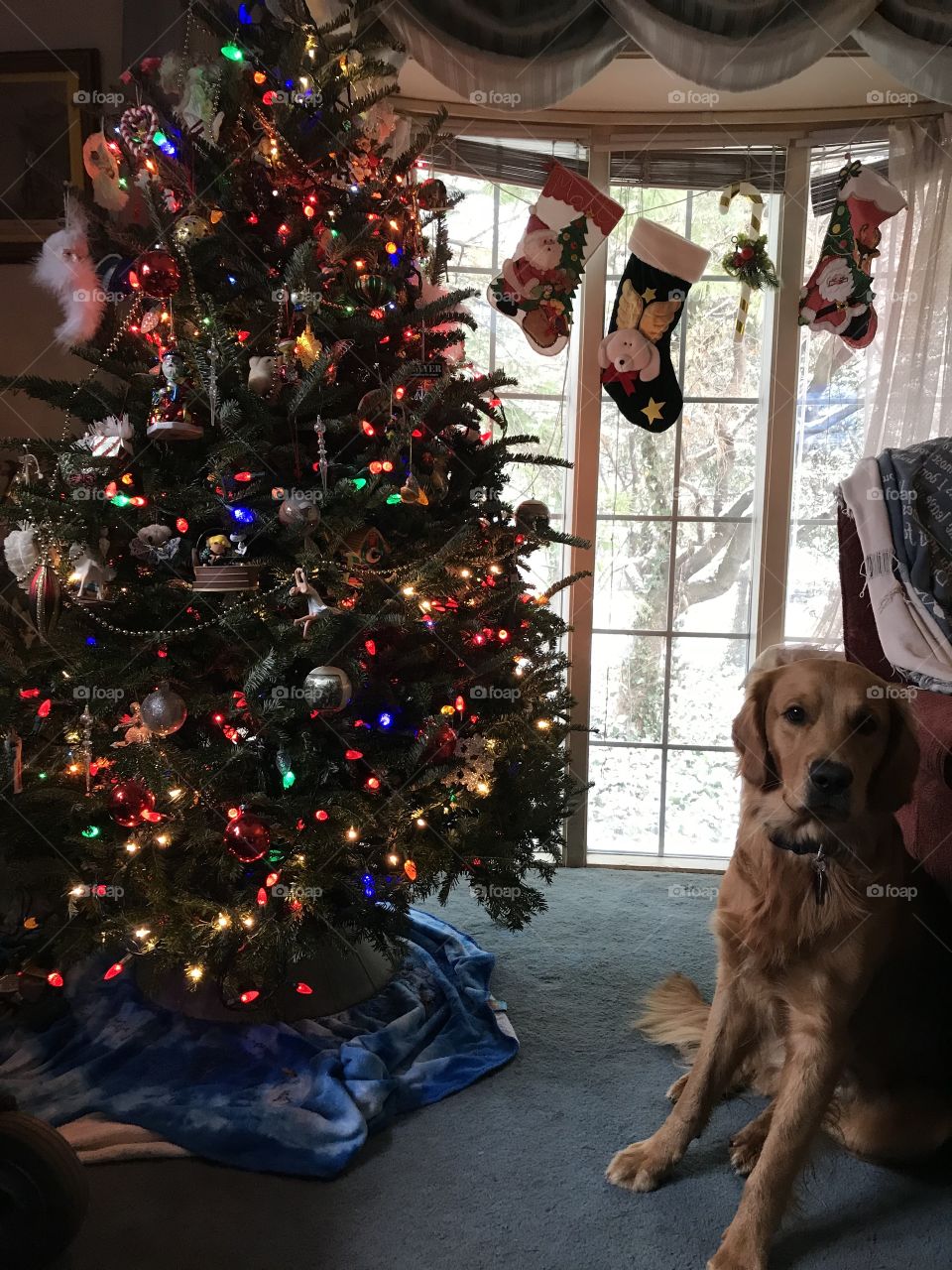 Golden retriever with Christmas tree