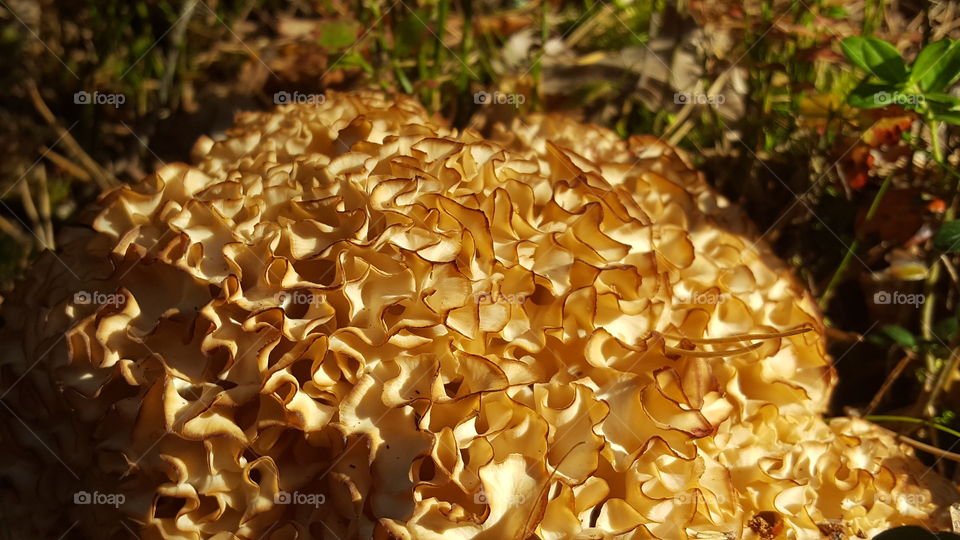 A mushroom that looks like kale