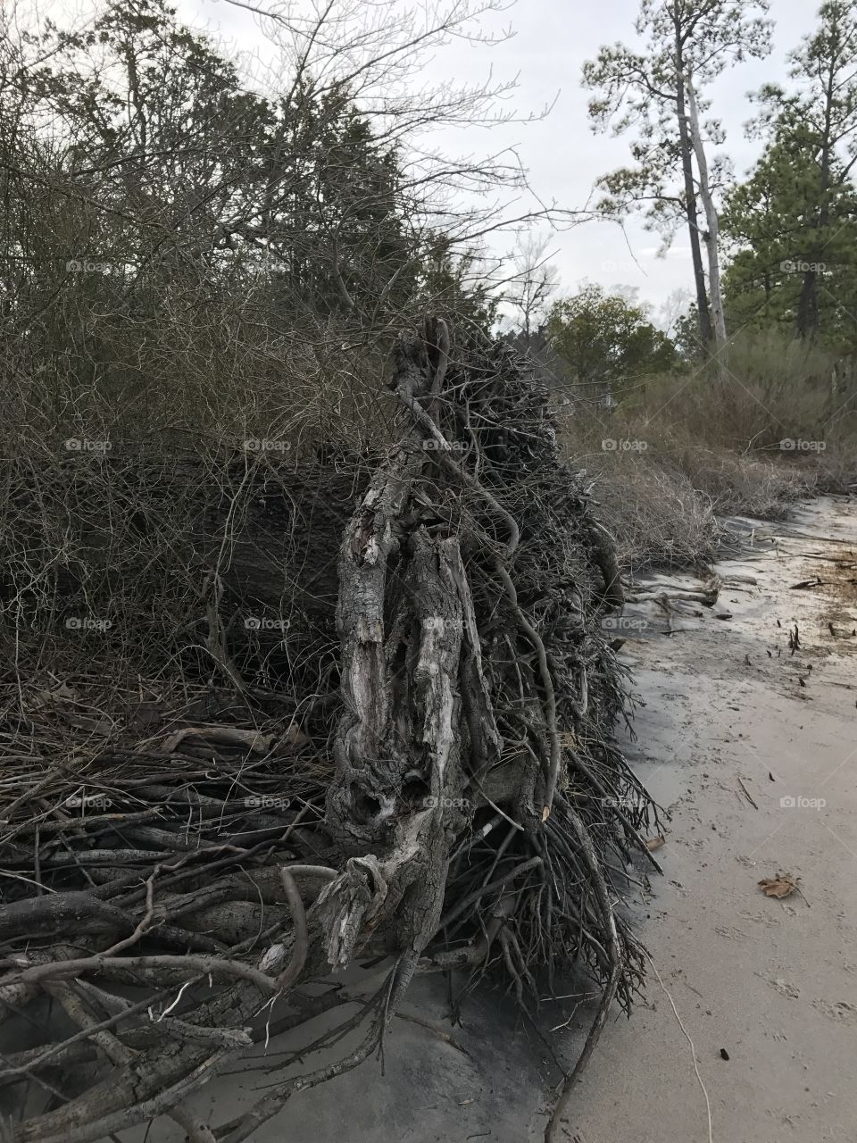 Tree roots