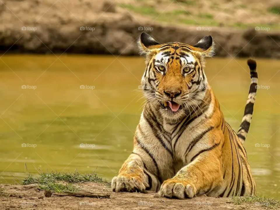 yummi Tiger