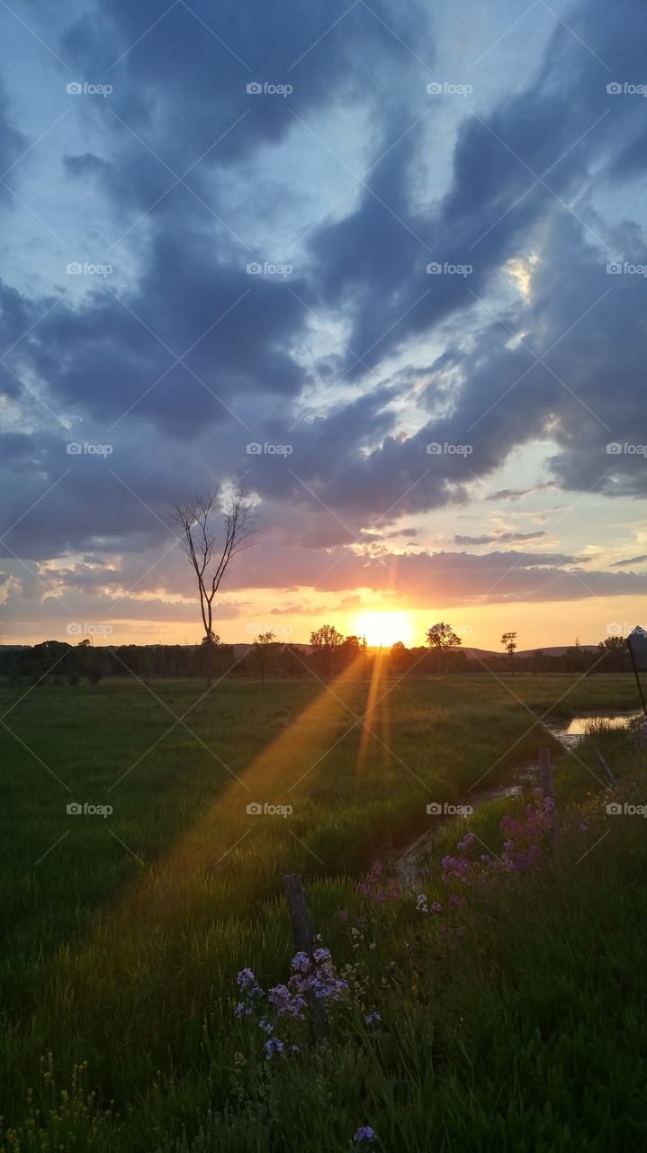 Grassy field against cloudy sky at sunset