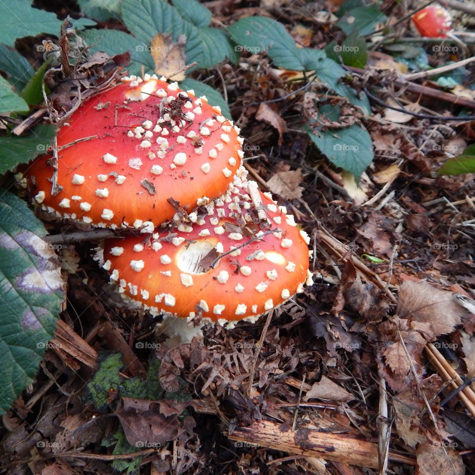 wild poisonous woodland funghi