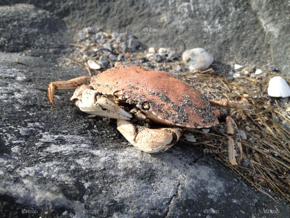 Crab shell on a rock