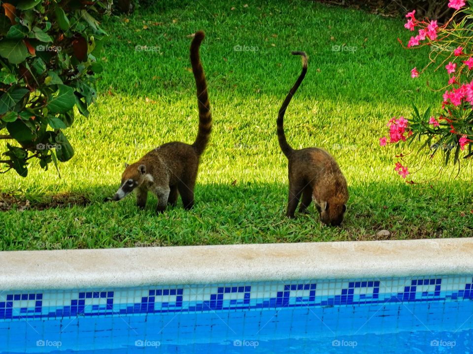 Coati By The Pool