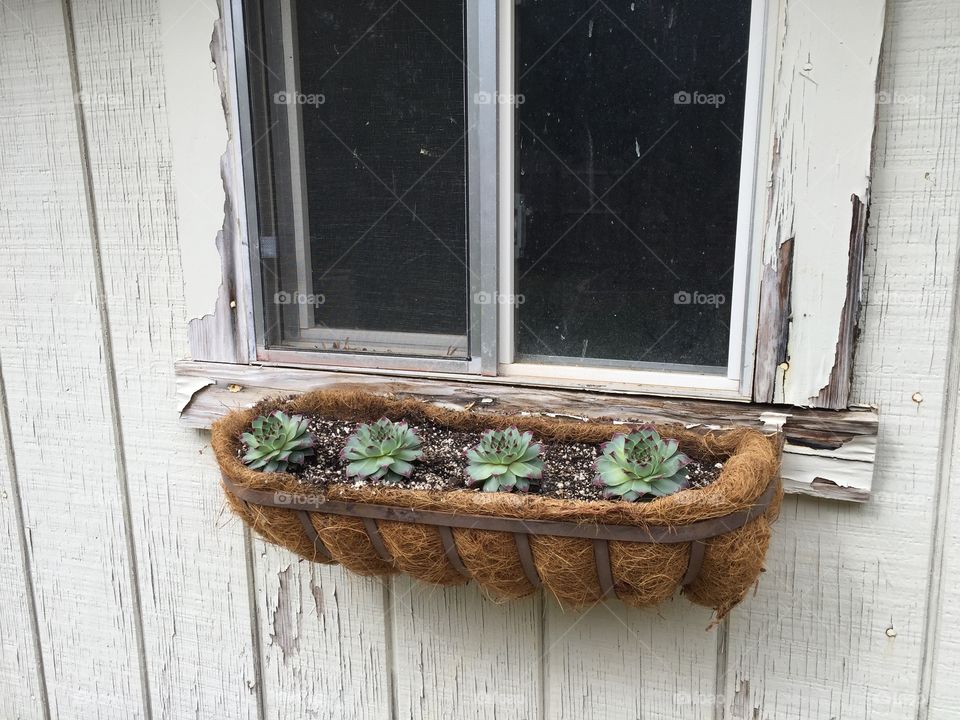 Garden window box of succulents