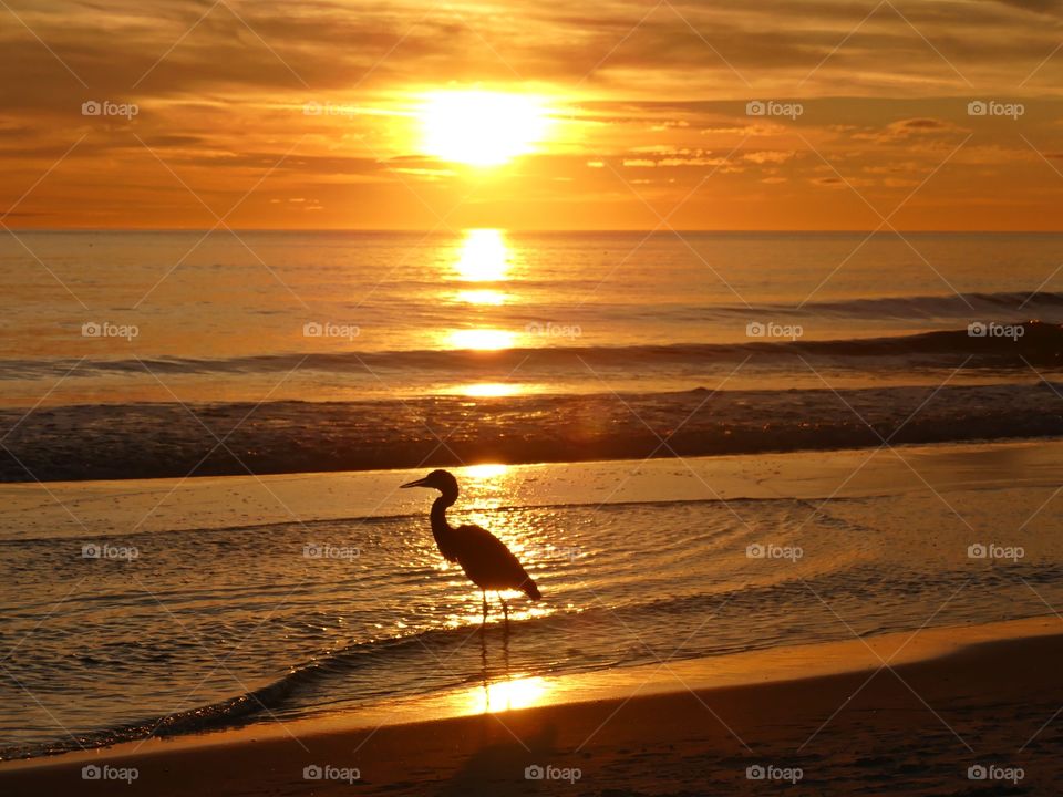 Great Blue Heron - Silhouettes are a wonderful way to convey drama, mystery, ... The perfect light for this is placing your subject in front of a sunset or sunrise – but really any bright light will be.