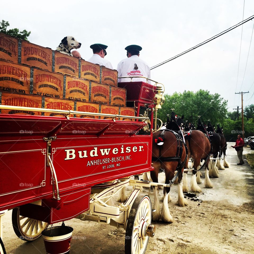 Budweiser Clydesdales. This is the famous Budweiser Clydesdale hitch at the Preakness Stakes.  Baltimore, Maryland 2015. 