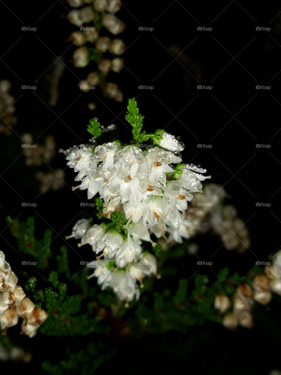 White flowers after the rain