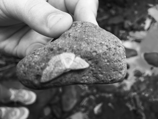 Moth on a stone