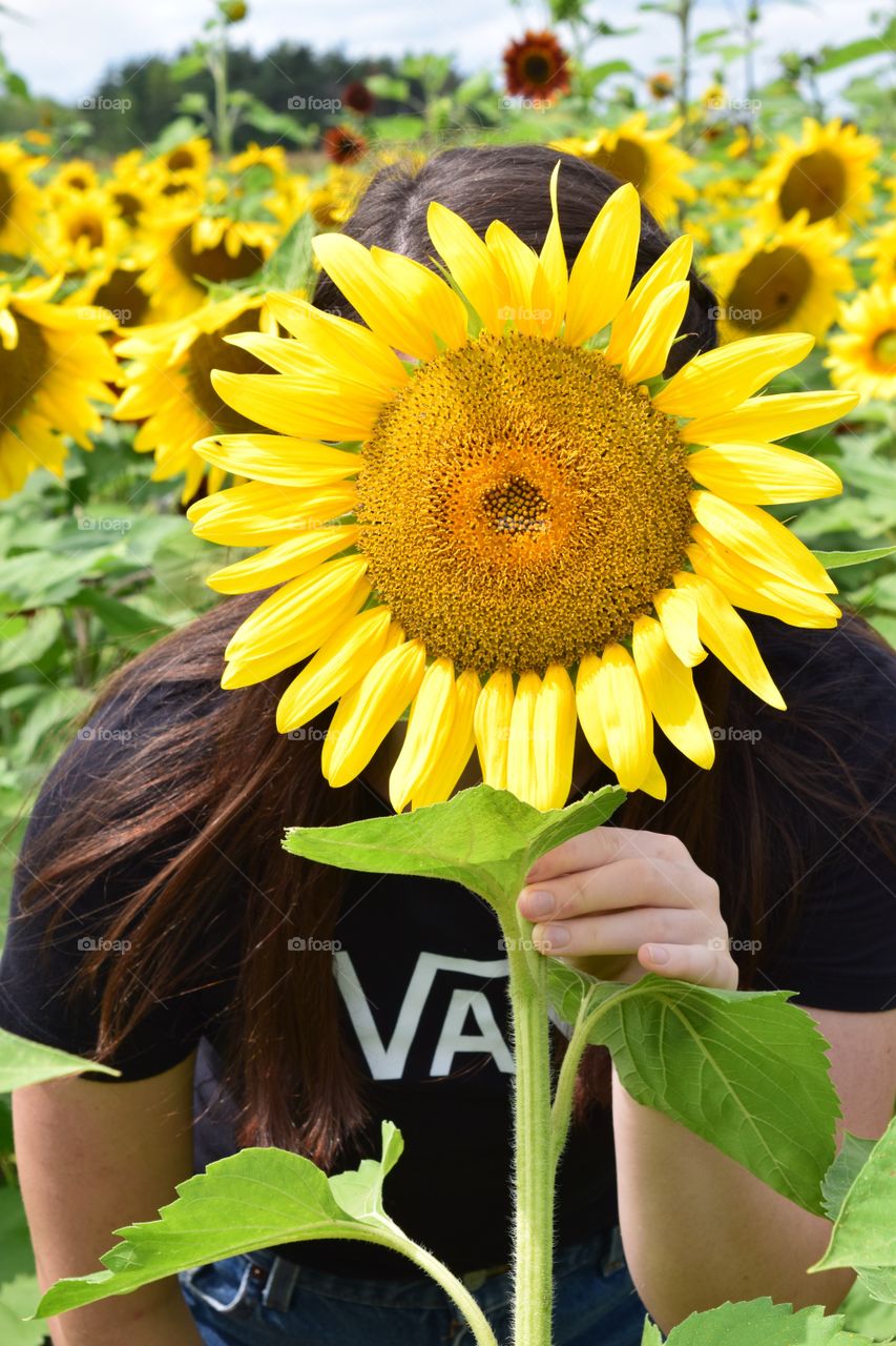 Young woman hiding behind a large sunflower 
