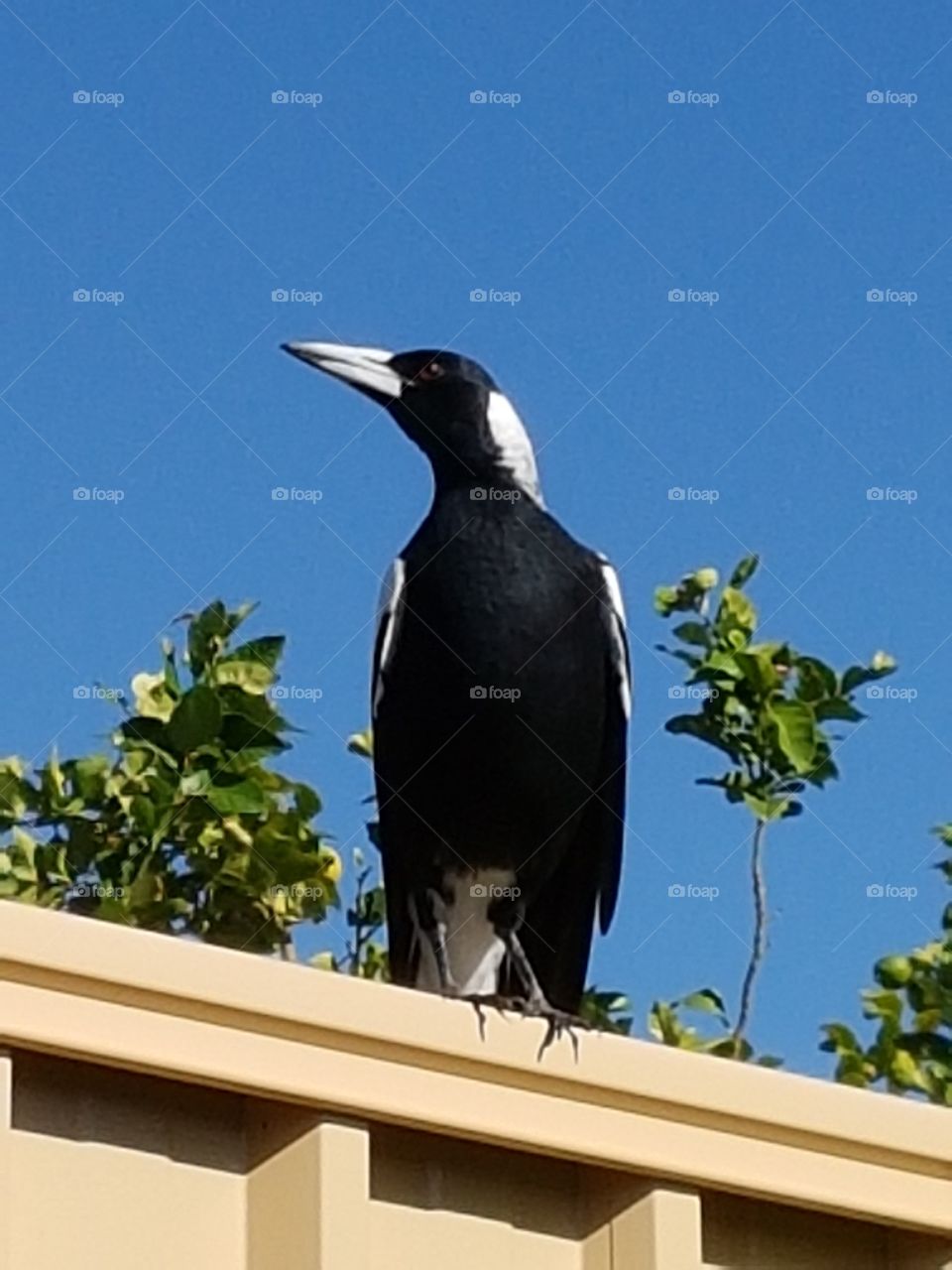 Australian magpie