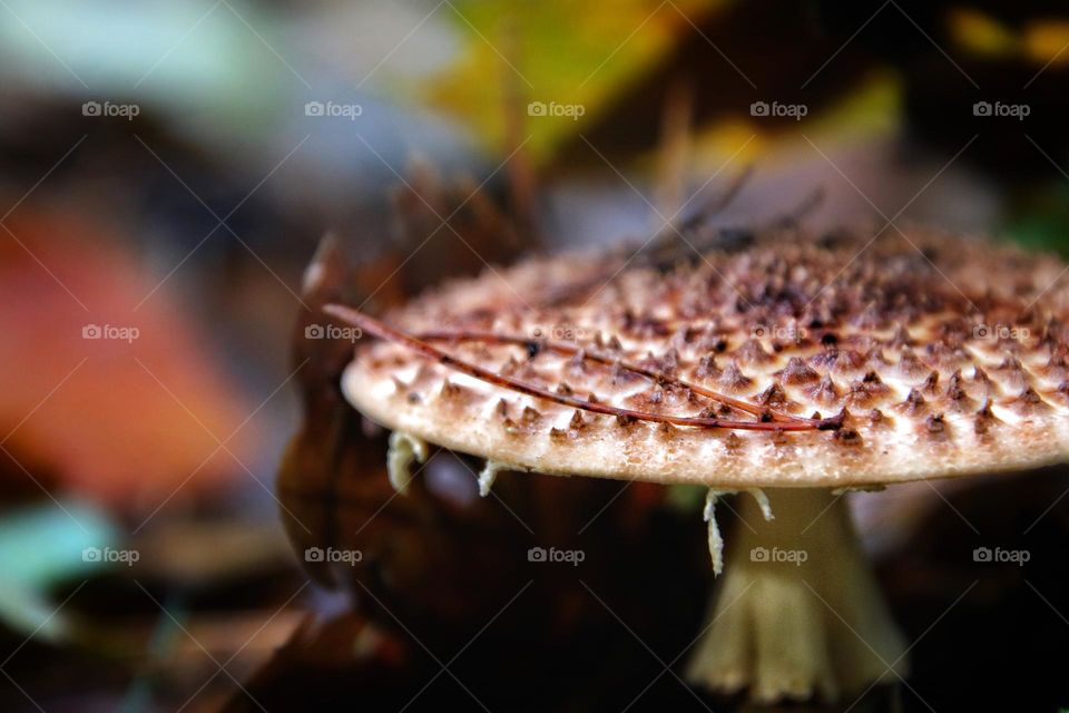 A brown toadstool with a pine needle on the hat on the forest floor against a colorful background