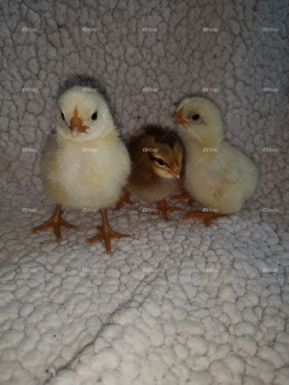 Beautiful Spring Chicks