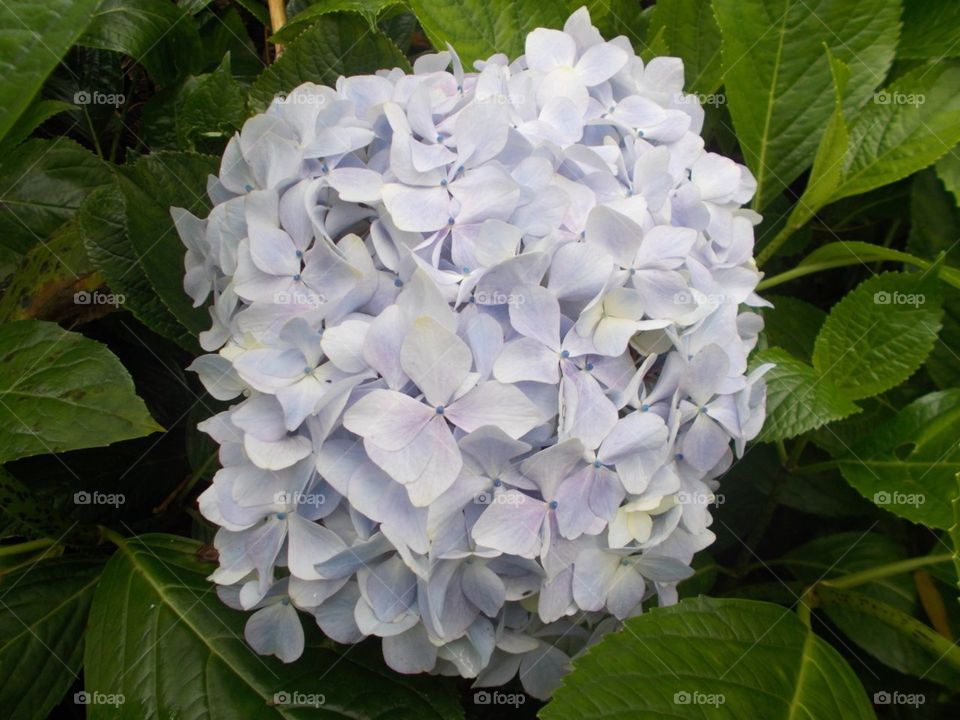 Hydrangea 