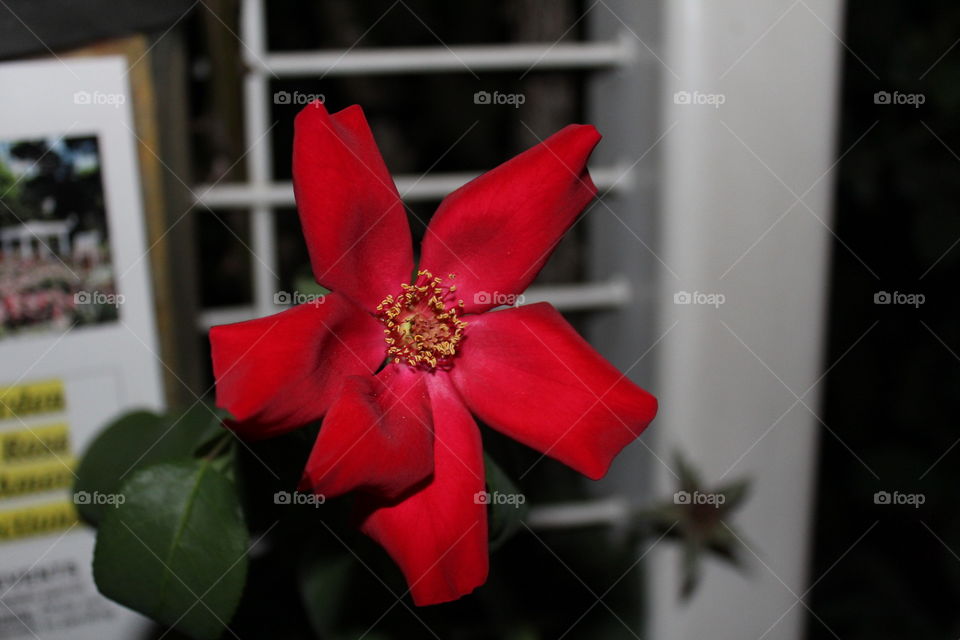 gazebo red rose