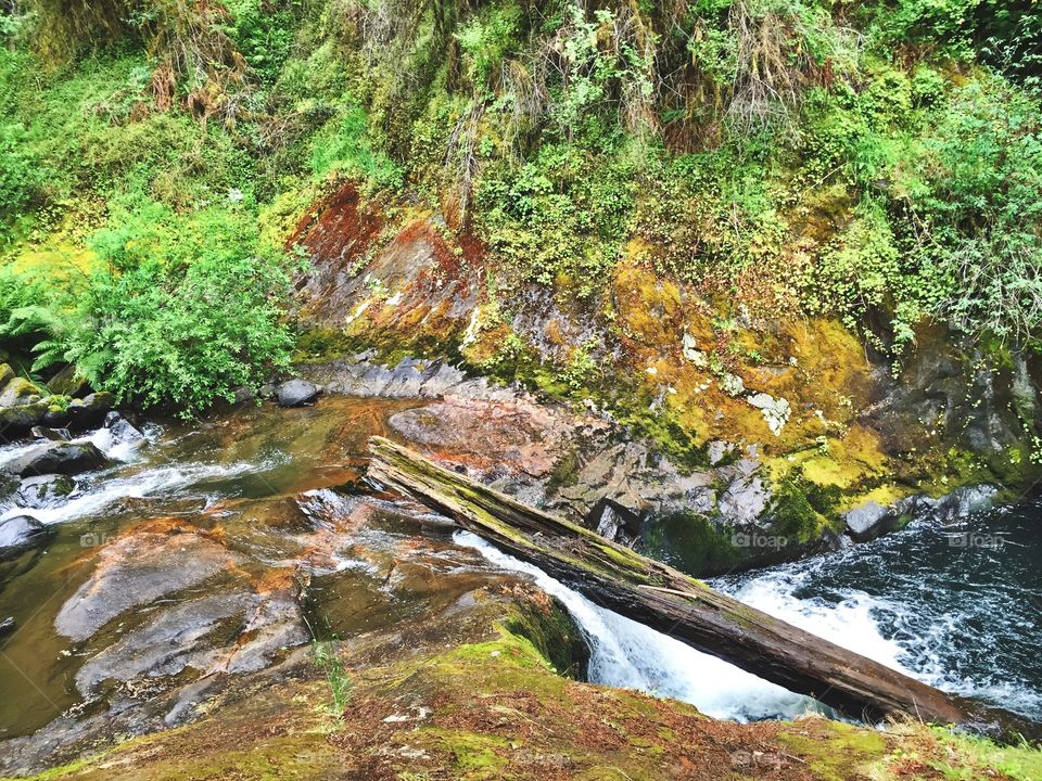 Stream at Sweet Creek Falls in Oregon.